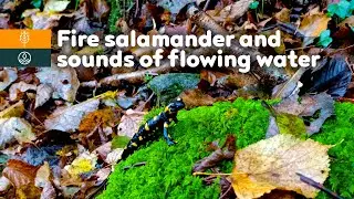 Fire Salamander on Mossy Stone | Relaxing Forest Ambience Water Sounds break pause #salamander 20min