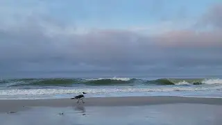 Saint Pete Sea Shells and Sunsets is live! 9/12/24