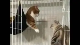 Funny CAT Moments COMPILATION 2018 try not to laugh 😂