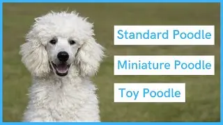 Sizes of Poodle - A side by side comparison