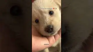 Best Face 🤩 & Eye's 👀 Expression ❤️🐶🐾 #youtubeshorts #dog #doglove #animalover #youtubeshorts#shorts