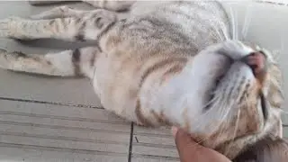 URGENT HELPING A NEEDED CAT WHICH INJURED ITS TAIL‼️ #cat #straycat #urgent