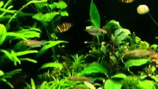 Betta kuehnei