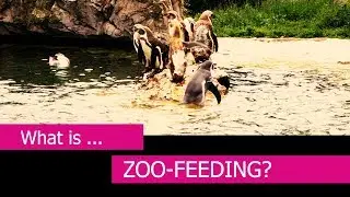 What is Zoo-Feeding?