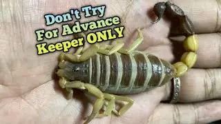 Handling Venomous SCORPION Parabuthus Villosus