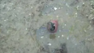 Black Turban Snail (Tegula funebralis)