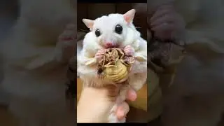 Sugar Glider Eating Giant Insect #shorts #cute #animals