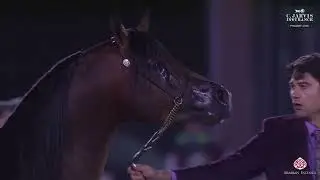 N.261 NADER AM - PSAIAHF 2026 - Stallions 4+ Years Old - Section A (Class 8A)