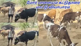 செல்வம் மாட்டு வியாபாரி மோர்பாளையம் கட்டு தாரை மாடுகள்