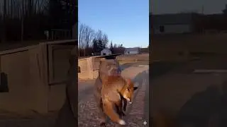 My dog is a HERO! 🐕💪#DogHero #FoxAttack #HeroDog #Nature #Survival #USA #Canada #trending #funny