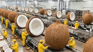 Inside a High-Tech Coconut Stem Factory &mdash; This Process Will Surprise You!