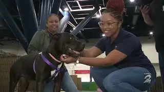 Houston Petco Love's 3rd Mega Adoption Event at the GRB - LIVE PKG