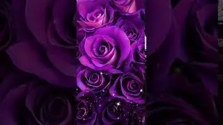 Simple purple roses one Animated
