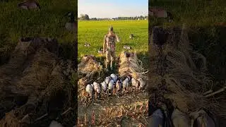 2 man limit with my dad this morning. #hunting #fieldhunting #goosehunt #goosehunting