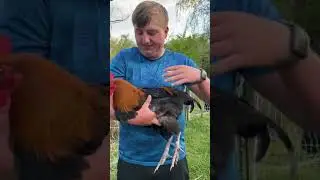 Checking My Black Copper Marans Rooster standard and checking the standard in Chickens
