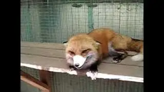 Chuckles the Red Fox :)