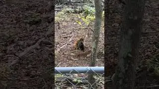 Caging a duck