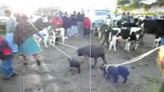 Follow the Pig Ladies!