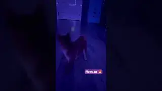 Лисичка наша охотится 🔥🔥🔥#shorts #dog #shibainu #games #like