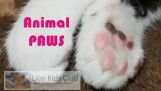 Детский клуб Lion Kids Club: узнайте о Animal Paws