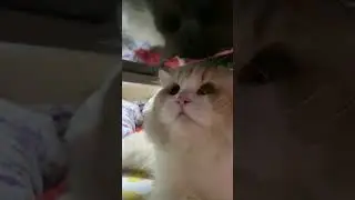 #cute cat playing#funny #trending #ytshorts #adorable #viralvideo#kitsch