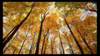 Fantasy Forest Ambience | Enchanted Silver Woods for Sleeping, Studying