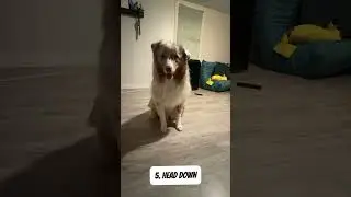 Malibu Trick Dog Advanced