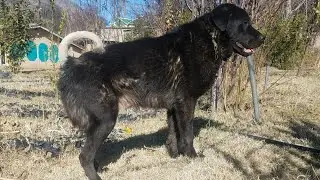 A walk with my Ladakhi Bakarwal Dog | 2 Years Old Bakharwal Dog