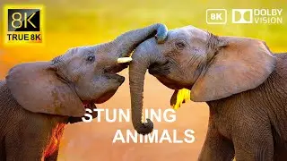 STUNNING ANIMALS 8K Video Ultra HD 120 FPS | 8K TV by TRUE 8K