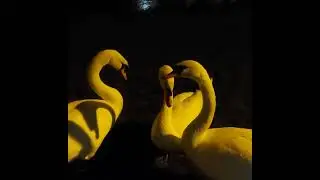 Swans near Lake, night, rain. Ireland