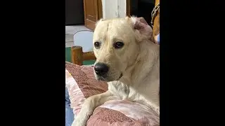 Dog Arguing with Mom | Funny Dogs Talking and Arguing With Their Humans Compilation