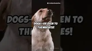 Can Dogs Really Judge Good People? New Study Says Wait! #dog  #behaviour #Compoanion #sciencefather
