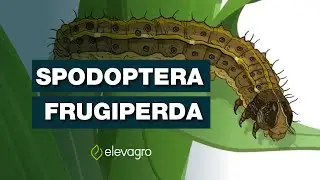 Desenvolvimento da Spodoptera frugiperda - Lagarta-do-cartucho-do-milho