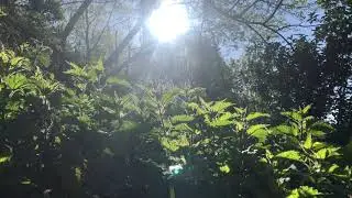 [Healing Weeds] Nettle in the morning with birdsong - Bristol, UK