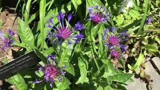 Perennial Cornflower - Centauria Montana