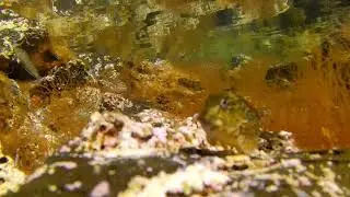2018 Curious gobies posing for the camera in the tide pools in Lanzarote