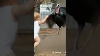 Turkey and boy dance 😍#turkey #boy #viralshort #shorts