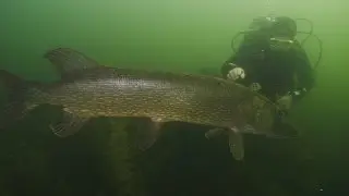 Riesenhecht (130cm) vom Glienicker See in Berlin - big northern pike