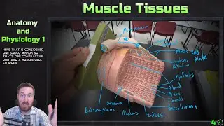 Skeletal Muscle Tissue Models Overview - Anatomy and Physiology 1