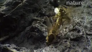 Male yellow dung flies fighting over a female on a cowpat, UK.