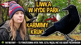 LONDYN - LIWKA w HYDEPARK, KARMIMY KRUKI