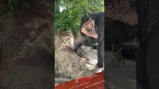 Elephant Next Step | Rescued Giants Take Their First Steps to Freedom