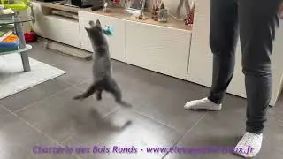 🤩  MAGNIFIQUES chatons chartreux LOOF de 3 mois