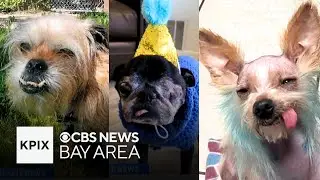 Who is the World's Ugliest Dog?