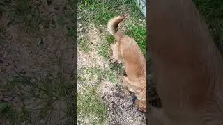 Gavster is standing outside the barn #funnyanimals #dog #dogs