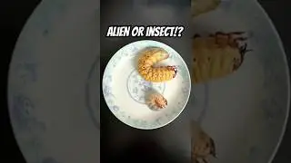 Beetle Grubs: Nature&rsquo;s Hidden Giants