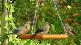 Juvenile Bullfinches - Bullfinch