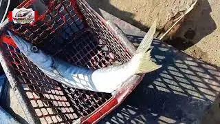 Sunehra Kandi Report Update || Jan/21/2023/ || SM IMRAN SHAH FISHING POINT
