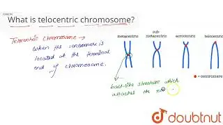 What is telocentric chromosome? | CLASS 11 | CELL CYCLE AND CELL DIVISION | BIOLOGY | Doubtnut