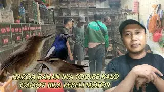 BURUNG MASA DEPAN CERAH HARGA BAHAN 100.RB. KALO GACOR BISA KEBELI MOTOR 